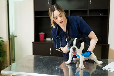 Kennel Assistant: A Guide to This Animal Care Job .